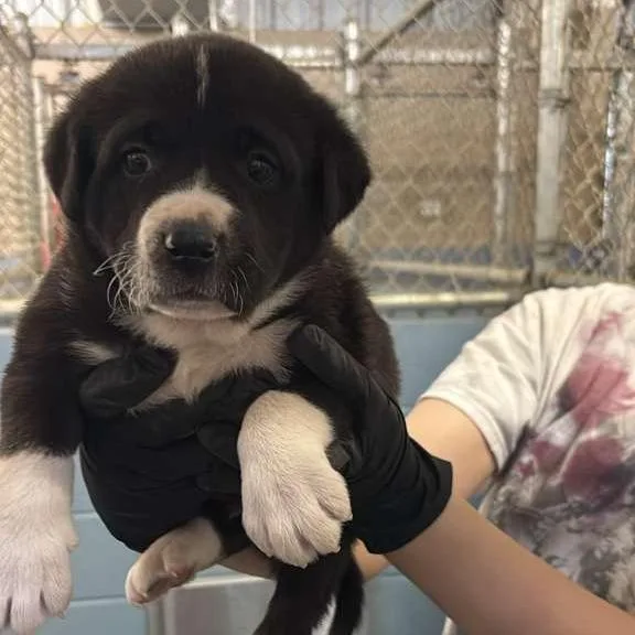 A baby small-sized male Black Mixed Breed dog named Piranha for adoption in Gadsden, AL