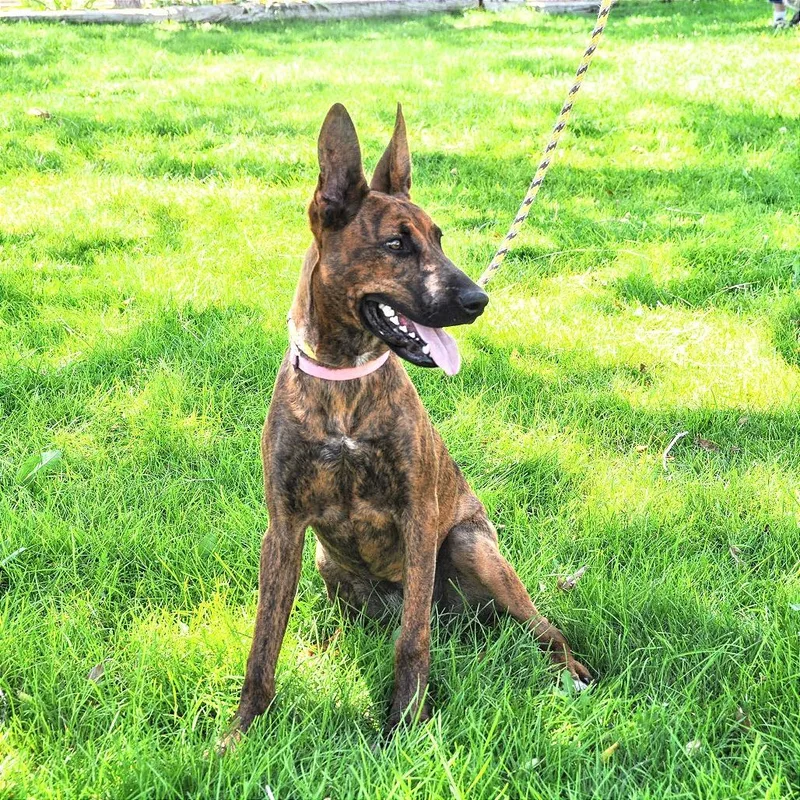 A young medium-sized female Brindle Dutch Shepherd dog named Monterey for adoption in Prescott, AZ