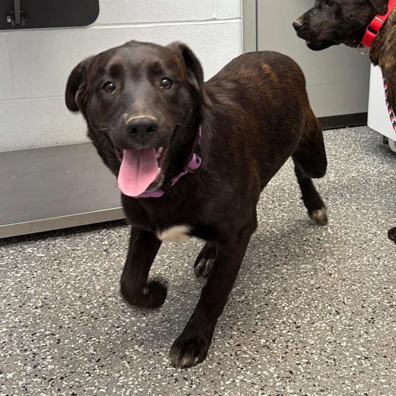 A baby medium-sized female Brindle Labrador Retriever dog named Chey for adoption in Parkersburg, WV