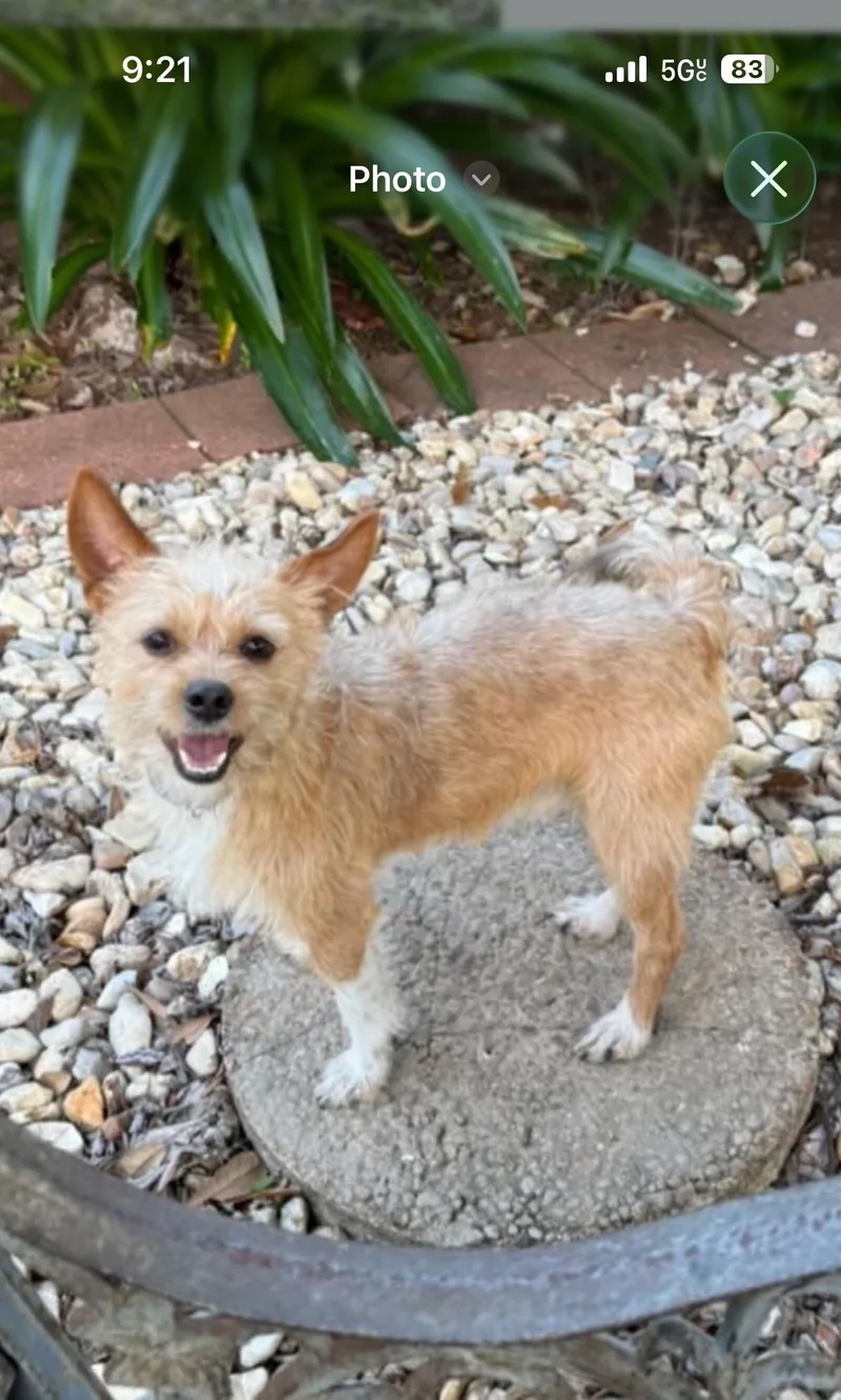 A young small-sized male Yellow / Tan / Blond / Fawn Wirehaired Terrier dog named Joker for adoption in New Orleans, LA