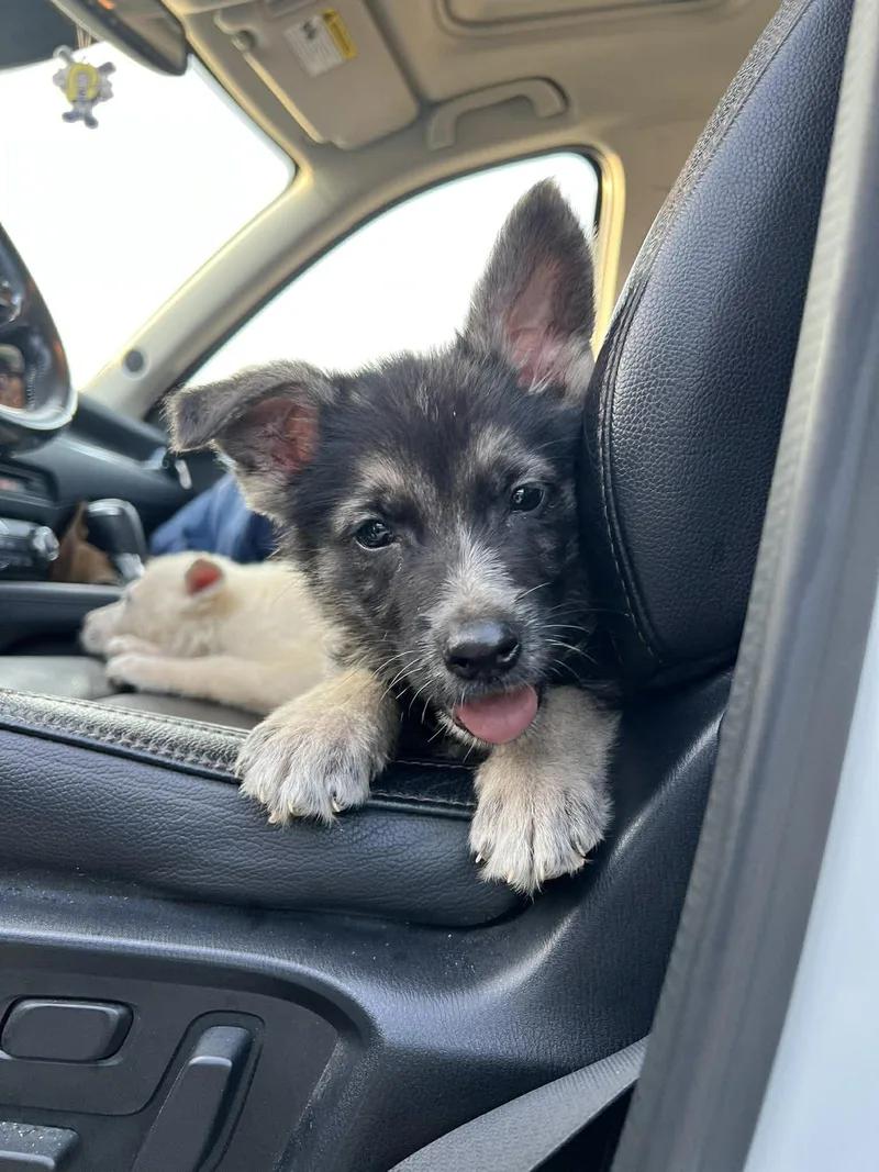 Shepherd Puppy