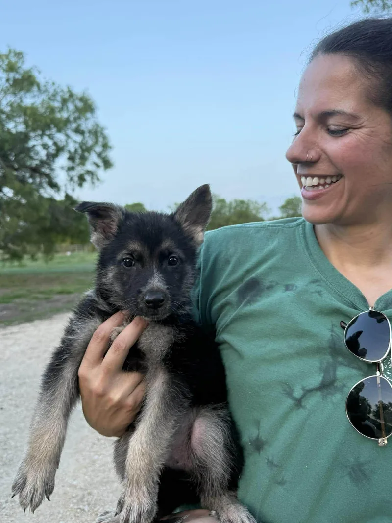 Shepherd Puppy thumbnail 2