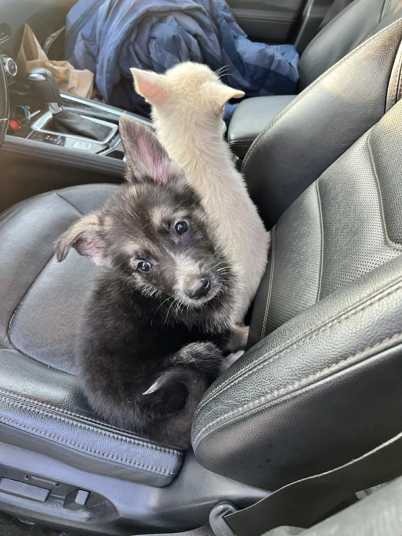 Shepherd Puppy thumbnail 3