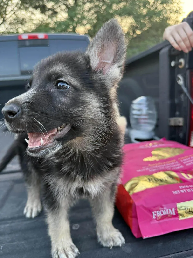 Shepherd Puppy thumbnail 4