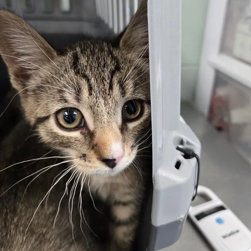 A baby small-sized male Brown / Chocolate Domestic Short Hair cat named Malcolm for adoption in East Hanover, NJ