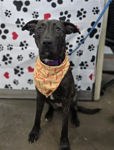 A young large-sized female Mixed Breed dog named Harley for adoption in Dallas, TX