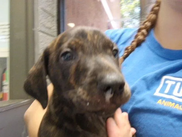 A baby small-sized male Pit Bull Terrier dog named Life Vest for adoption in Tulsa, OK