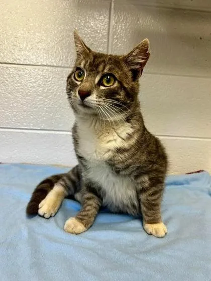 An adult small-sized male Domestic Short Hair cat named Spunky for adoption in Spruce Pine, NC