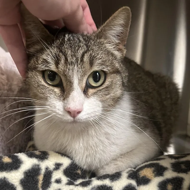 An adult large-sized female Brown / Chocolate Domestic Short Hair cat named Mama Ava for adoption in Denver, CO