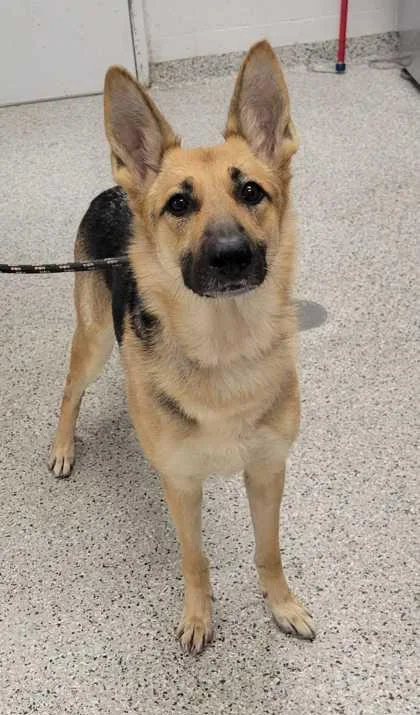 An adult large-sized female Black German Shepherd Dog dog named Rosie for adoption in Kansas City, MO