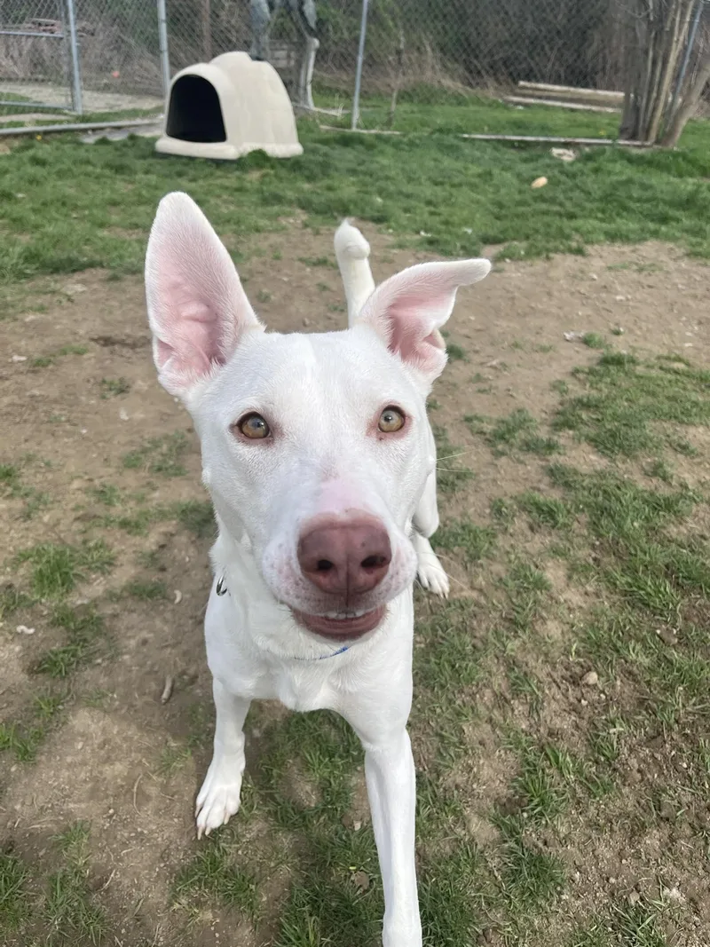 A young large-sized female Pit Bull Terrier dog named Jasmine for adoption in Altoona, PA