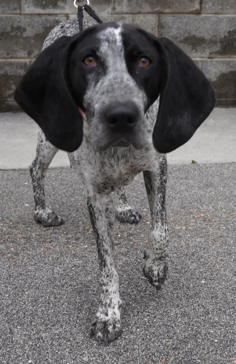 A young large-sized female Gray / Blue / Silver Bluetick Coonhound dog named Starr for adoption in Pottsville, PA