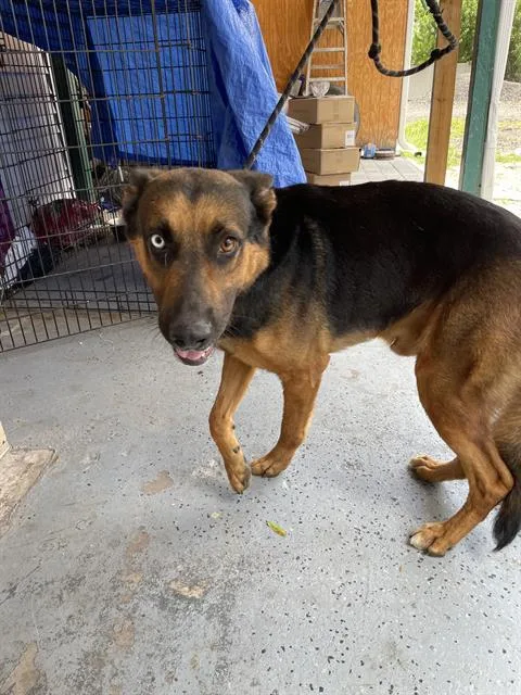 A young large-sized male Mixed Breed dog named Bullseye for adoption in Palmetto, FL