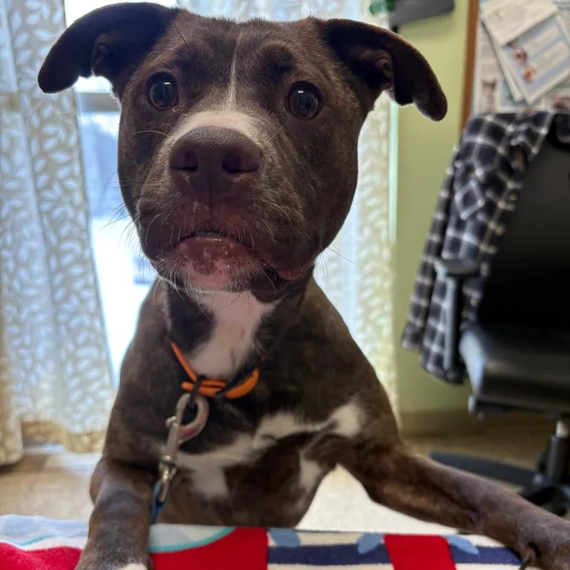 Snickers thumbnail 2