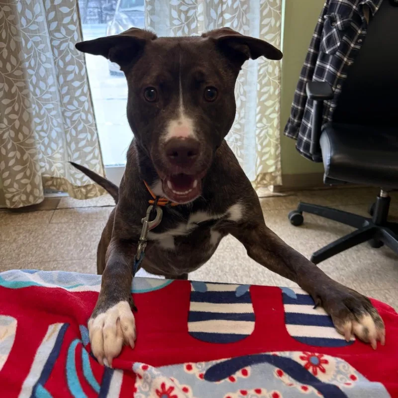 Snickers thumbnail 3