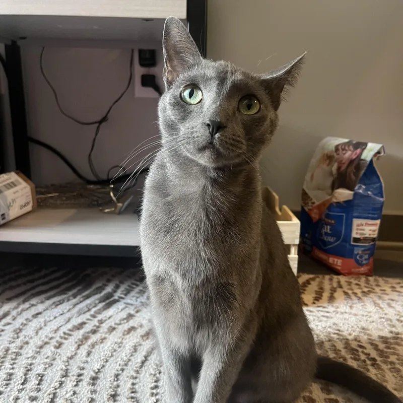 Nova