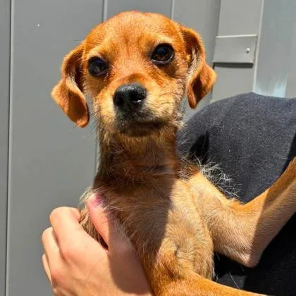 An adult small-sized male Terrier dog named Peeta for adoption in Gastonia, NC