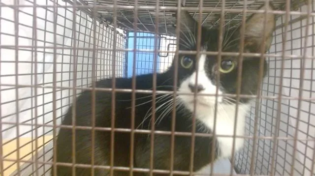 An adult small-sized female Domestic Short Hair cat named Princess for adoption in Miami, FL