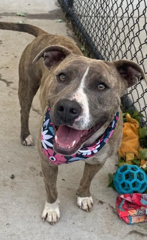 An adult large-sized female Pit Bull Terrier dog named Amari for adoption in Tulsa, OK