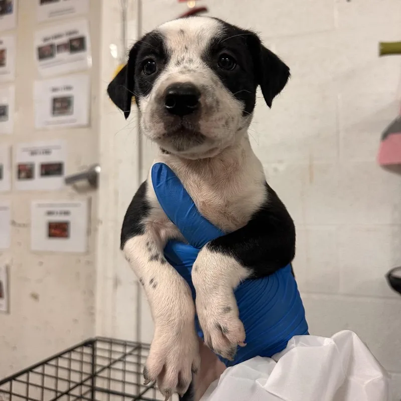 A baby medium-sized female Black Mixed Breed dog named Celia for adoption in Edinburg, TX