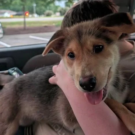A baby small-sized female Black Mixed Breed dog named Chickpea Puff for adoption in Fredericksburg, VA