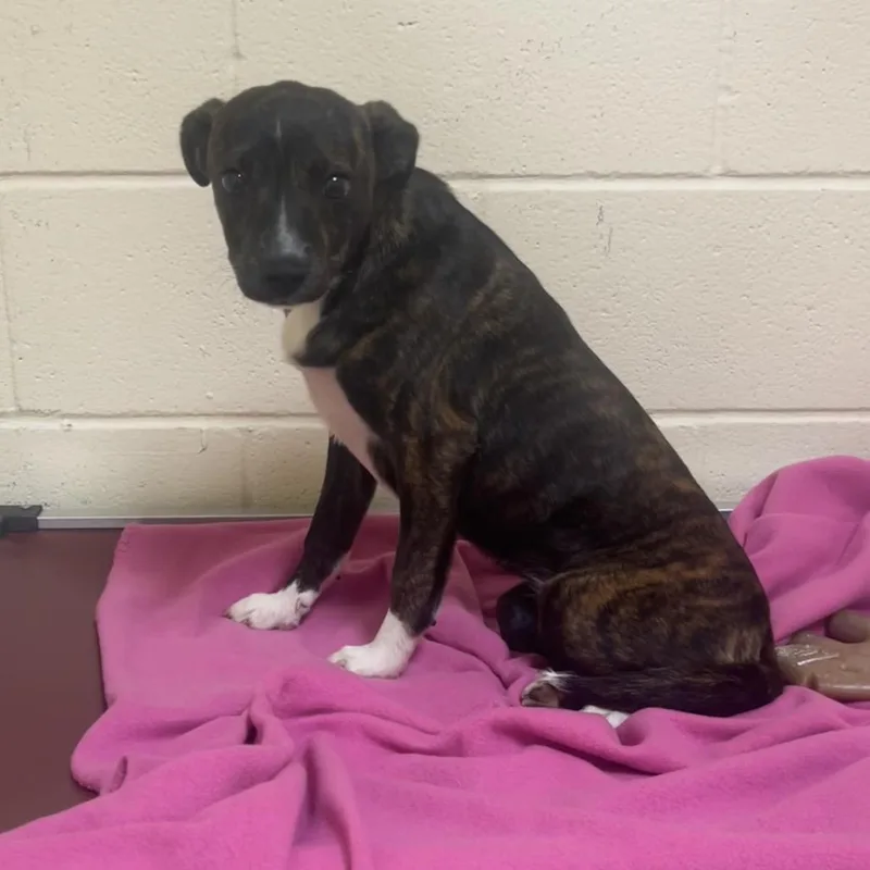 A young small-sized female Brindle Terrier dog named Coco for adoption in Palestine, TX