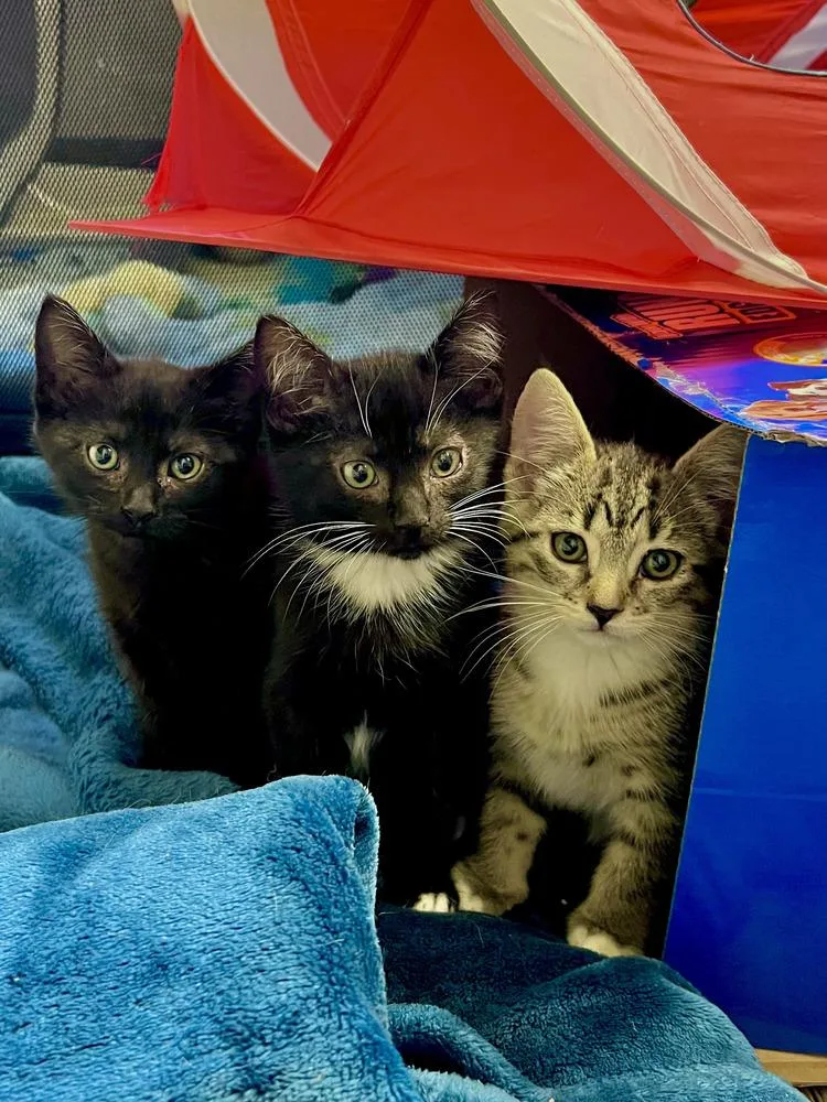 A baby medium-sized female Black Domestic Medium Hair cat named Candy for adoption in Salinas, CA