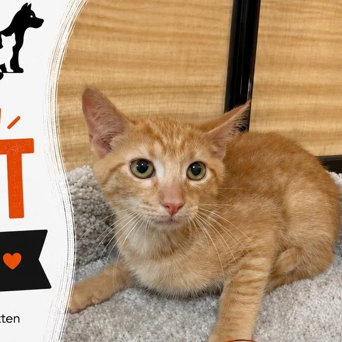 A baby medium-sized male Orange & White Tabby cat named Clint for adoption in atlanta, GA