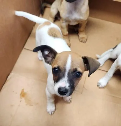 A baby medium-sized male Chihuahua dog named Tarance for adoption in Madison, NJ