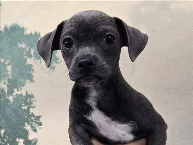 A baby small-sized male Terrier dog named Quicksilver for adoption in Palo Alto, CA