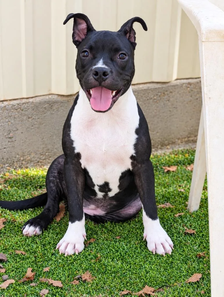 An adult medium-sized female Staffordshire Bull Terrier dog named Mia for adoption in Seven Points, TX