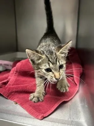 A baby small-sized male Domestic Short Hair cat named Admiral Meowington for adoption in Fishers, IN