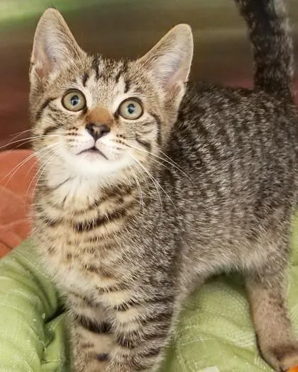 Admiral Meowington thumbnail 2