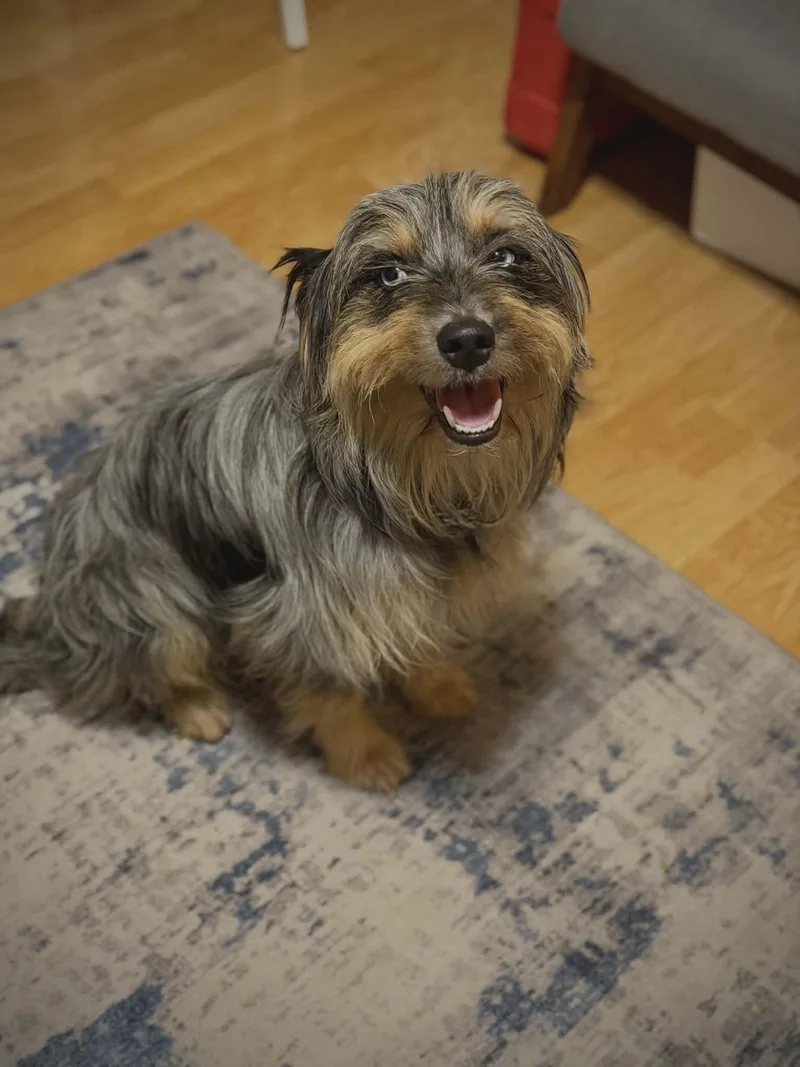 An adult small-sized male Gray / Blue / Silver Terrier dog named Fizzgig for adoption in Fort Collins, CO