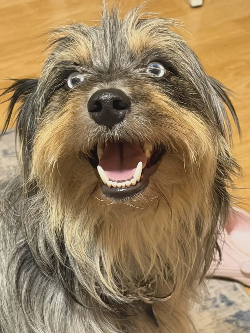 Fizzgig thumbnail 3