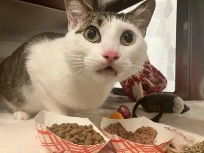 A young large-sized male Domestic Short Hair cat named Mercury for adoption in Seattle, WA
