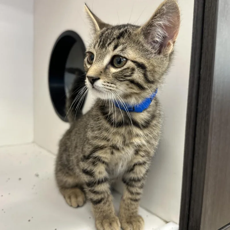 A baby small-sized male Brown / Chocolate Domestic Short Hair cat named Finn for adoption in Hamburg, NY