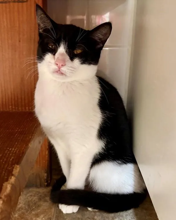 A young small-sized female Domestic Short Hair cat named Jaiden for adoption in Novato, CA