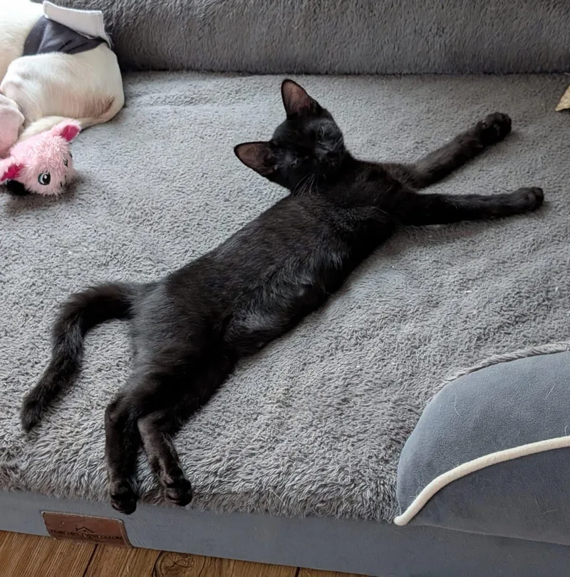 A baby small-sized female Domestic Short Hair cat named Nori for adoption in Winder, GA