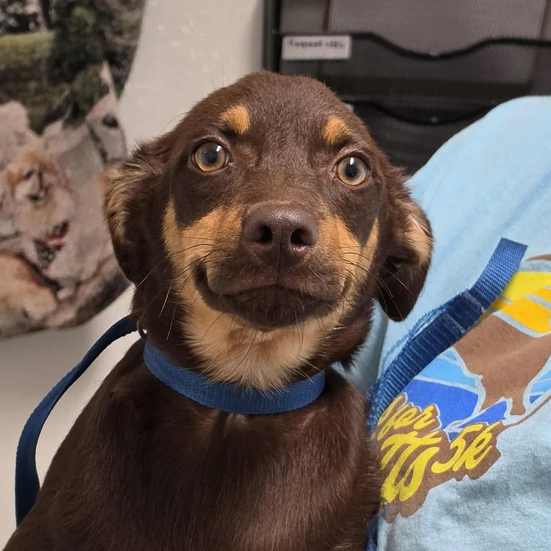 A baby small-sized male Brown / Chocolate Mixed Breed dog named Acorn for adoption in Troy, IL