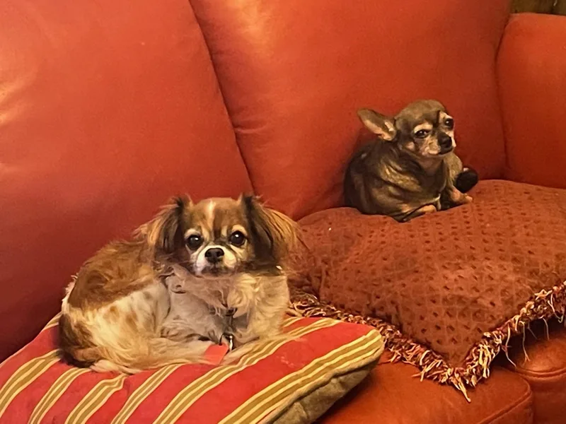 A senior small-sized male Brown / Chocolate Chihuahua dog named Rumble for adoption in Garland, TX