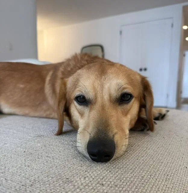A young small-sized male Apricot / Beige Dachshund dog named Hotdog for adoption in Brooklyn, NY
