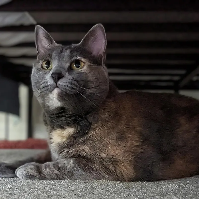 An adult medium-sized female Tortoiseshell cat named Penne for adoption in Bentonville, AR