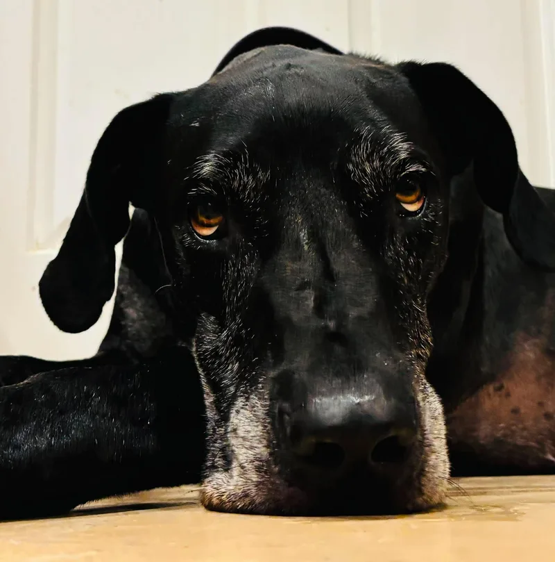 A senior extra large-sized male Great Dane dog named Thor for adoption in Pensacola, FL