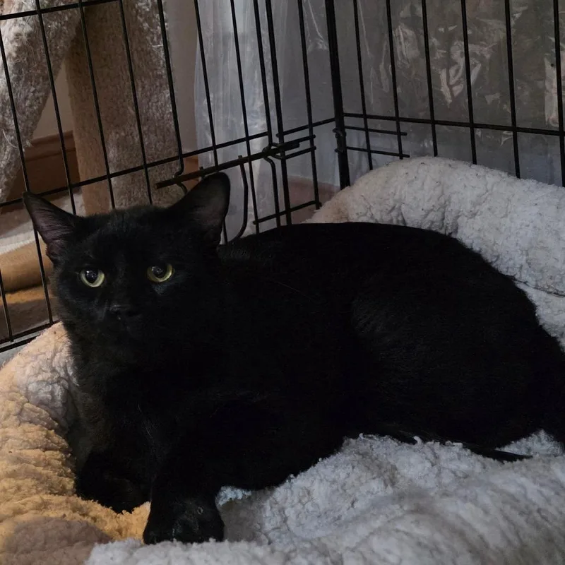 FRA Panther