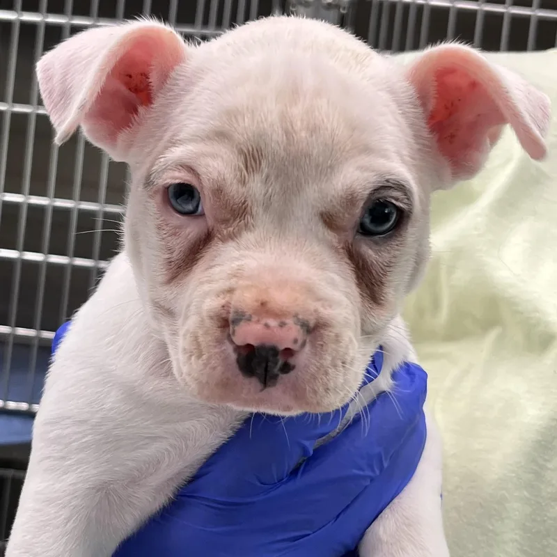 A baby small-sized female White / Cream American Bully dog named Rose for adoption in Maynardville, TN