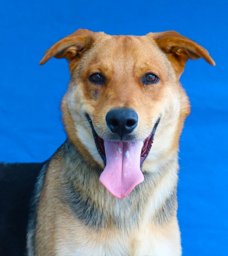 A young medium-sized male German Shepherd Dog dog named Otter Pup for adoption in Pasadena, CA