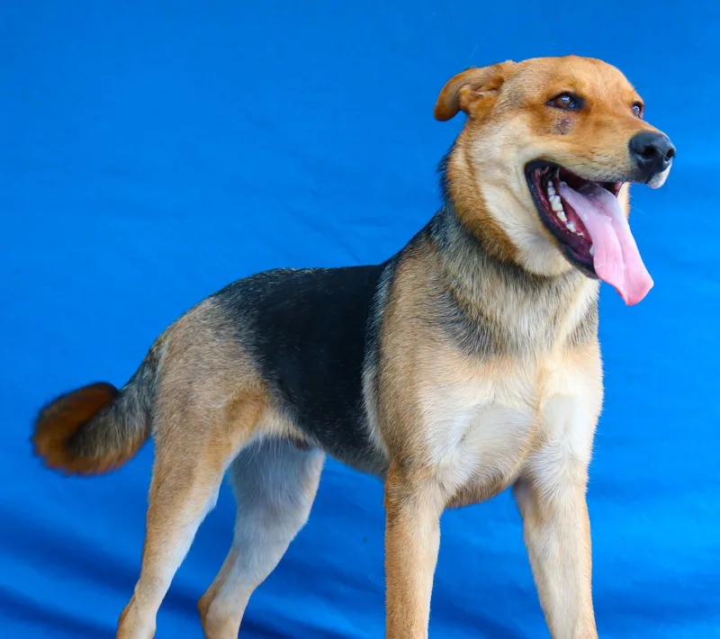 Otter Pup thumbnail 2