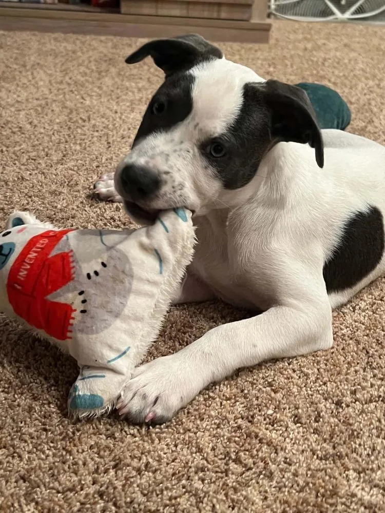 A baby small-sized female Gray / Blue / Silver Mixed Breed dog named Molly for adoption in Amherst, NY