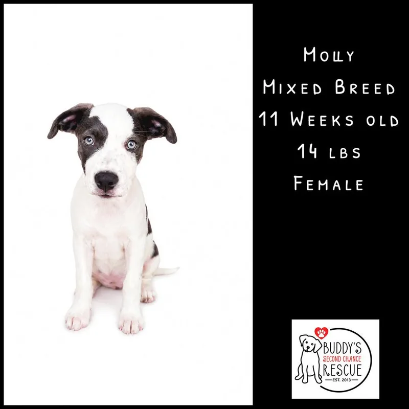 Molly thumbnail 2